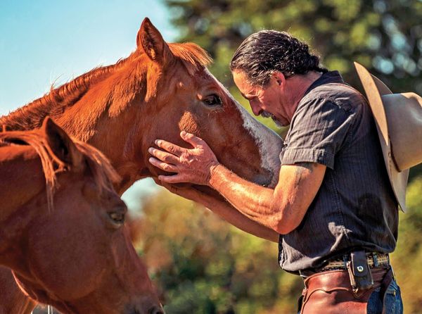 horse trailering, horses trailers, worthy of horse, good to your horse, respect your horse, pressure-free horse training methods