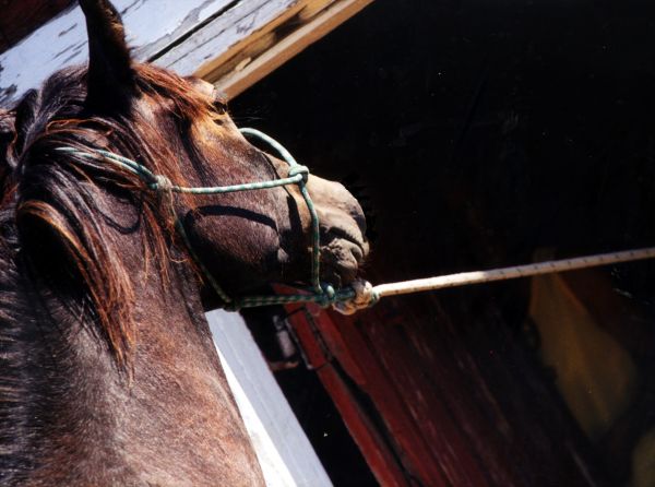 overcoming horses that pull when tied, how to de-stress your horse when tied, how to relax cross-tied horse, improve horse's coping skills when tied