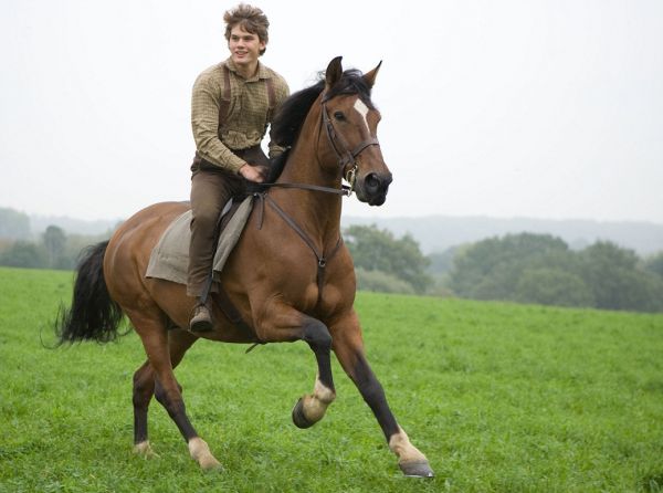 horses in the war, remembering war horses, steven spielberg horse, horses in history, world war horse