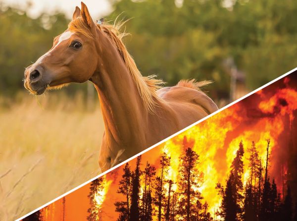 horse community canadian wildfires, wildfire smoke horses, how to prepare horse for a wildfire, acera insurance equine insurance, horse insurance, capricmw