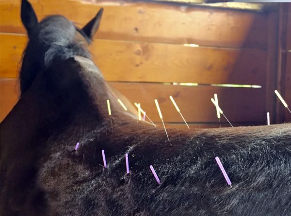 Steve Chiasson, horse acupuncture, horse care, horse acupuncture points, horse back pain, horse pelvic pai, equine acupuncture treatment