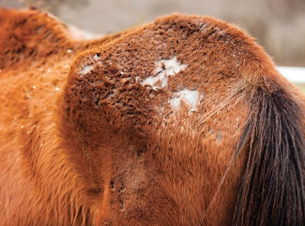 rain rot horses, rain scald horses, horse bald patches, scabs on horse