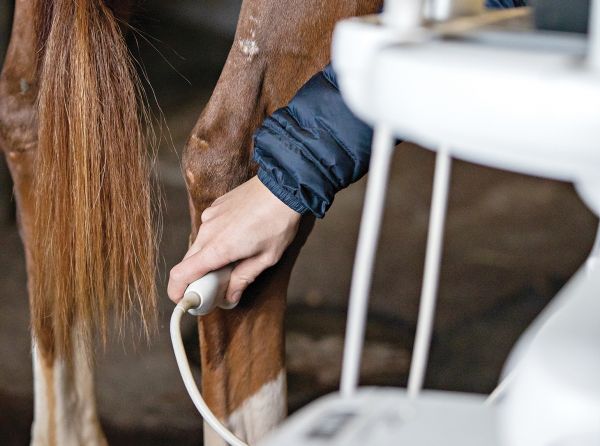 electrotherapy for horses, electrical stimulation horses, tens horses, pemf horses, laser therapy for horses, ultrasound for horses, cold laser therapy for horses