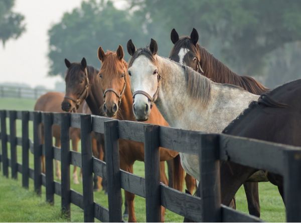 Canadian Equine Sector: Socio-Economic Insights 2023, equestrian canada 2023 study, equine industry studies, statistics on canadian equestrians, canada's horse industry economic contribution