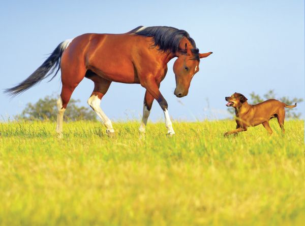 introduce dog horse farm, horses and dogs, the horse listener, herding dogs and horses, working dogs and horses