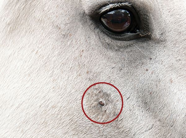 equine skin cancer, equine melanoma, equine sarcinoma, skin cancer horses