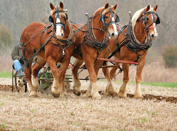 history of horses in canada, canadian horse history, Sir Donald Smith, Edward Mallandaine, canadian equine history