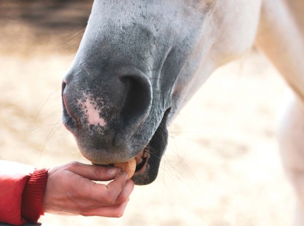 how smart are horses, do horses understand their humans? applied animal behaviour science equine, nottingham trent university equine, whoa, n-go study