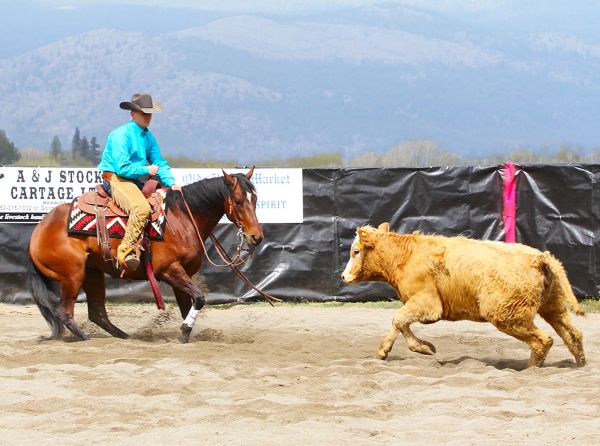 grain-free diet for horses, should horses be grain free? how to feed a horse a grain-free diet, hay analysis how to, should i get my hay analyzed? madeline boast equine nutritionist, nutrient requirements horses, carbohydrates for horses, diet active horses, diet easy keeper horses