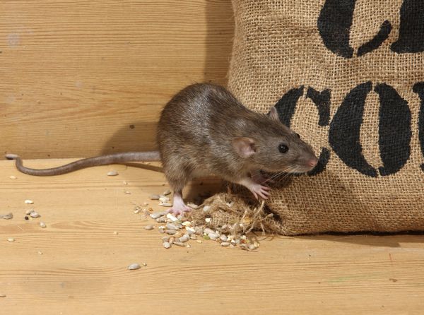 HORSE FARM RATs, keeping rats out of horse stall, rats in equestrian centre, rat control horse barn, proper food storage horse barn, signs of rats, diseases from rats to horses