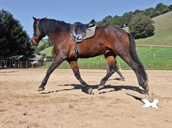 Jec A. Ballou, Is lunging a horse a good idea, Should I lunge my horse, importance of horse lunging, when to lunge horse, how long should I lunge my horse? Horse lunging tips, horse lunging hacks, what surface should I lunge horse on?, importance of sloped terrain while horse lunging