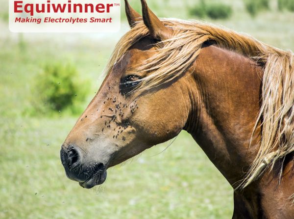 electrolytes for horses, electrolyte patches horses, equine electrolytes, equiwinner, signal-health horse, baylee moore barrell racer