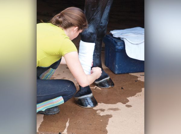 how to wrap a horse's legs, wrapping horse's legs, equine guelph, protect horse's legs while riding