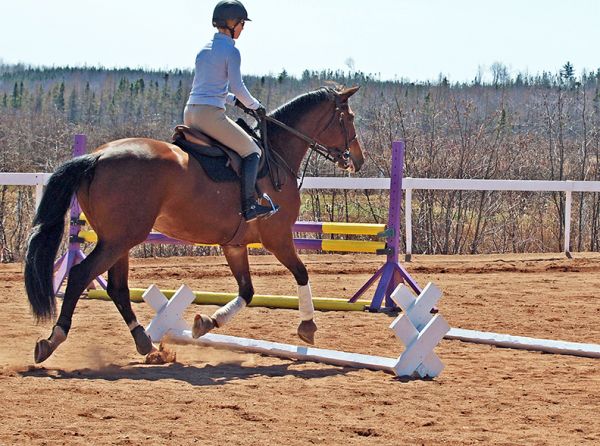 cavaletti walk, cavaletti canter, cavaletti trot, jec aristotle ballou, cavalletti exercises, horse cavalletti, training a horse, horse gait, equine gait, equine conditioning a horse