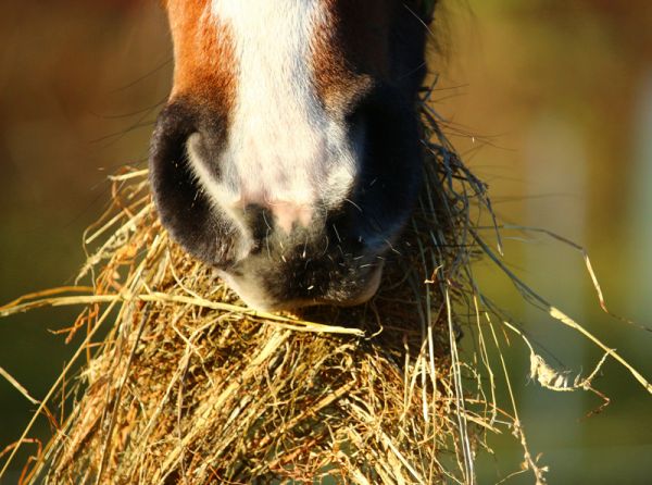 equine Diarrhea, winter diarrhea Horses, Equine Digestion, chronic horse diarrhea, equine Diarrhea