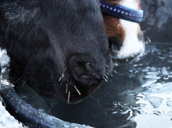 horse water winter equine watering heated troughs horse heated waterers horse waterers equine winter equine guelph system fence