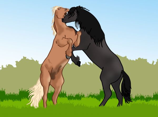 problem stallion, stallions fighting, horse stories, betty baxter horse
