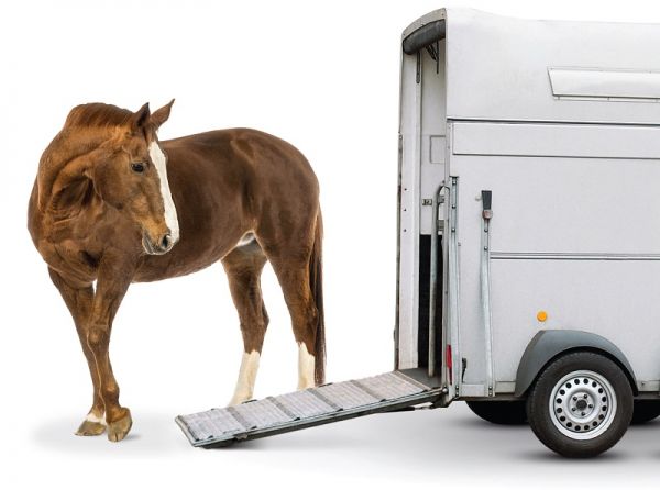 Inside Your Horse Trailer, horse to transport my horse safely, what type of horse trailer should i buy, best horse trailers, shipping fever, pleuropneumonia, kevan garecki