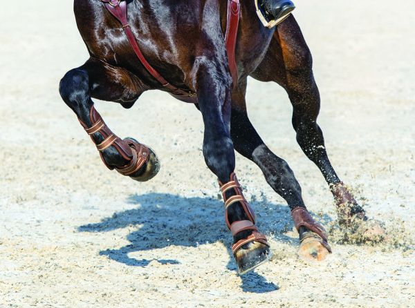 sport horse medicine, equine rehabilitation, equine acupuncture, uc davis veterinary hospital