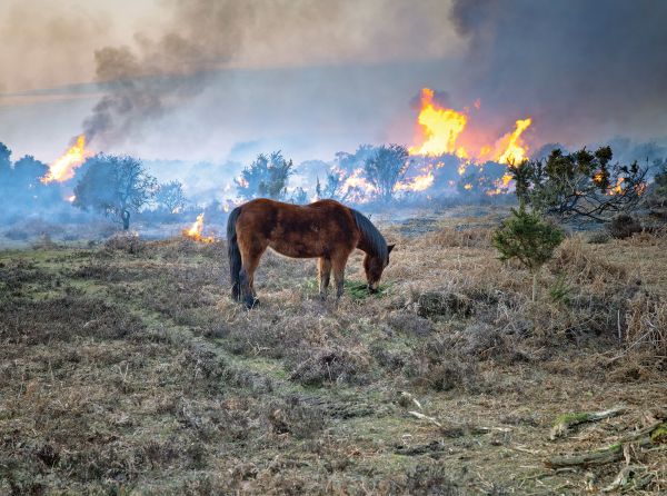 protect horse wildfire smoke, horses air polution, equine air pollution, equine asthma, reduce dusts horse barn, when to call a vet horse cough