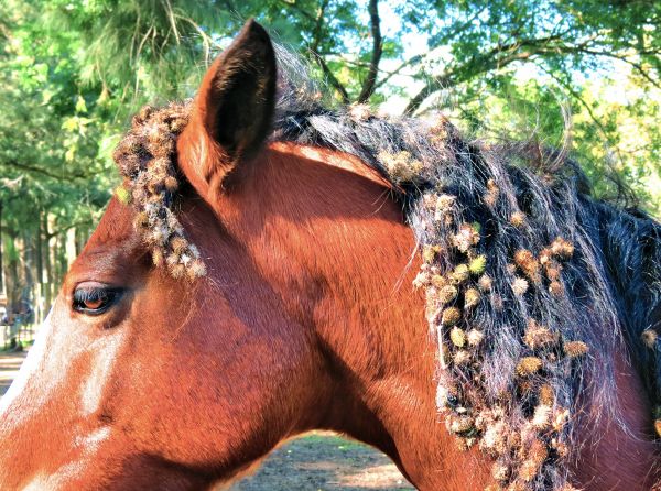 how to remove burrs from a horse's mane, burrs in horse's tail, first aid for burrs
