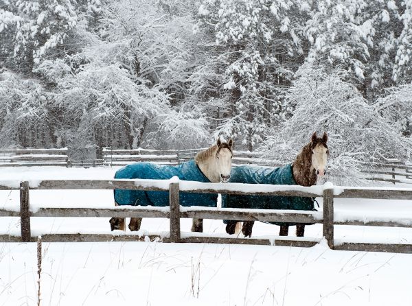 horse fencing problems, fixing horse fence, equine flex fencing, electric fence horses, equine guelph, system fencing, board fencing horses, gates horses