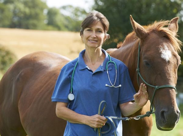 The Equine Heart, what should my horse's heart rate be, what is a normal rhythm horse heart, equine electrocardiogram, heart rate variability horse