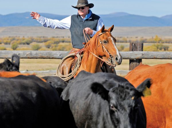 dogs and horses, cowboys in canada, gang ranch cowboys, herding cattle careers canada, riding horses career canada, cowboy careers canada, feedlot careers canada, douglas lake ranch, mantracker, bar u ranch