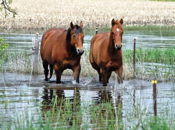 climate change horse industry, prepare horse farm for climate change, heat dome horses, rescuing horses disaster, hay shortages, colic horses