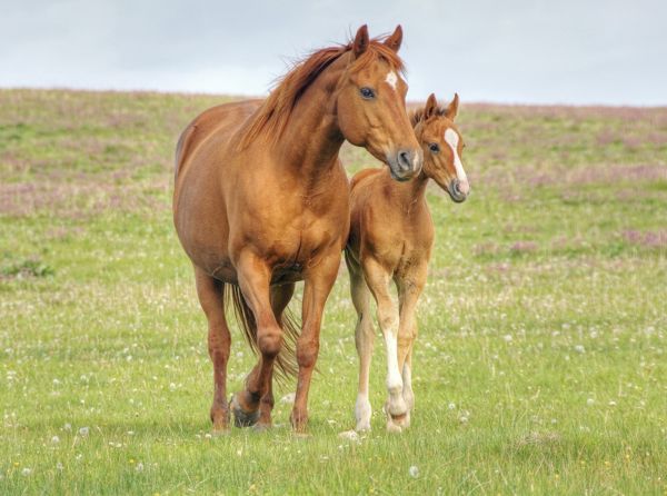 endometritis treatment horses, mare has endometritis, settle as treatment for equine endometritis, novavive horse products