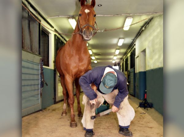 will clinging farrier, prepare for farrier, keeping farrier safe, farrier safety, apprentice farrier, farrier education, Canadian farriers association, Quebec farriers association, association of farrier trainers of Canada, approved journeyman farrier