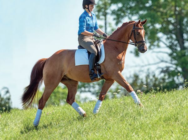 schooling horses, lindsay grice, canadian equestrian coaches, horse learning styles, how do horses learn? types of horse training, horse riding lesson plan, communicating with horses