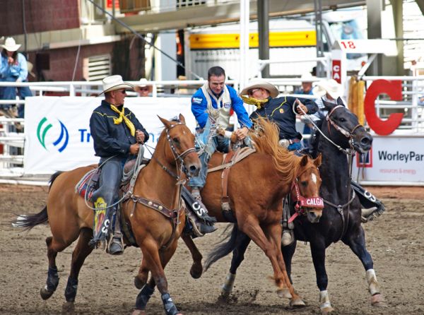 Horses Jobs, equine jobs, Rodeo Pick-Up Horses, gary rempel rodeo