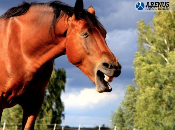 supplements equine asthma, equine asthma steroids, equine asthma treatments, signs of horse asthma, Aleira Respiratory and Immune Support for Horses, Arenus Animal Health