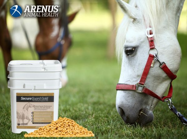 secure guard gold, arenus, horse digestion, help for equine digestion, healthy gut horses, diarrhea horse, colic horse