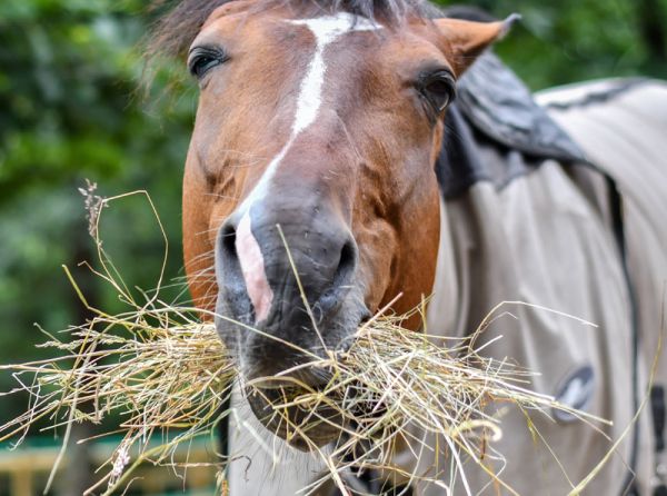 best way to soak hay, horse feed management practices, how to find higher quality horse forage, advantages of steaming horse hay,