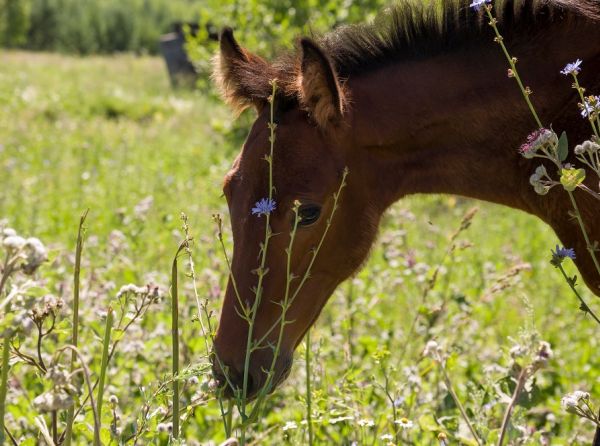 toxic plants to horses, toxic weeds to horses, equine laminitus, andrea lawseth, poisonous horse plants, Andrea Lawseth, field horsetail toxic horse, Water hemlock toxic horse, Stork’s bill toxic horse, Johnsongrass toxic horse, pyrrolizidine alkaloids toxic horse. Poisonous plants horses, equine laminitis