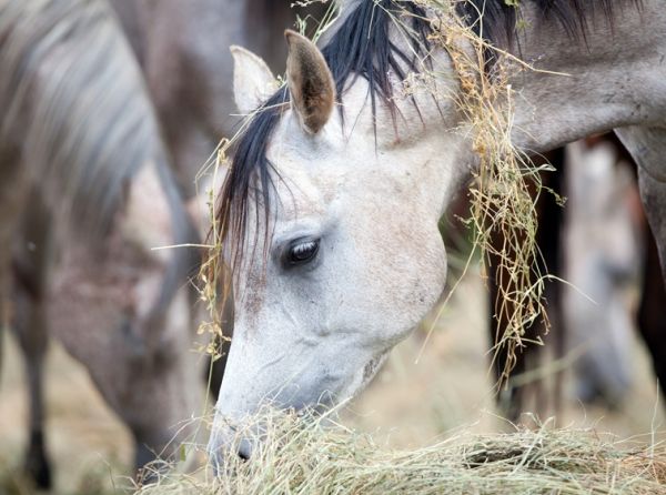 horse forage diet, equine forage-based diet, madeline boast, equine gastrointestinal GI anatomy, equine gi tract, gastric ulcer horses, how to take hay sample, analysing horse hay, nutrient requirements for horses, digestible energy horses, crude protein horses, sugar and horses