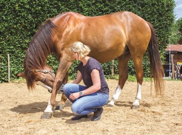 colic surgery horses, rehabilitation horse, dr. crystal lee, burwash equine, exercises for equine rehabilitaion, books on horse rehab