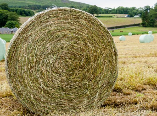 what type of hay should i give horse, horse haylage versus horse silage versus hay for horses shelagh niblock