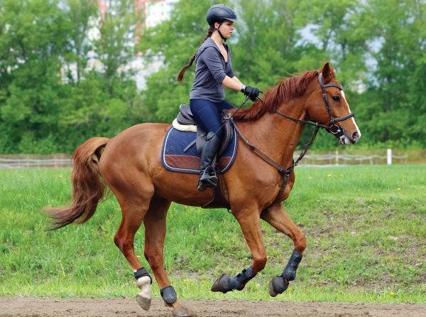 horse exercises for lightness, lateral poll flexion exercises, schaukel horse training, jec ballou horse trainer, ground pole exercises horses, improving contact with horses