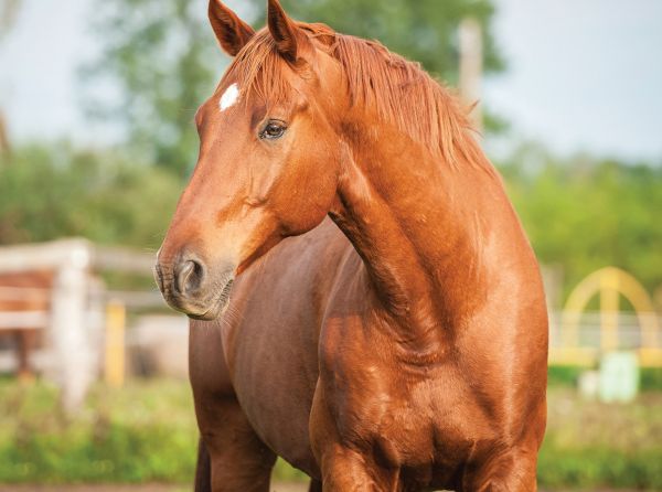 how to claim equine insurance, how do I use horse insurance, getting horse insurance, how to buy horse insurance, capricmw, equicare, equine insurance