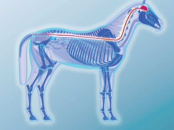 equine neurological conditions, uc davis center for equine health, infectious diseases horses, horse headshaking, diseases in foals, flies disease spread horses