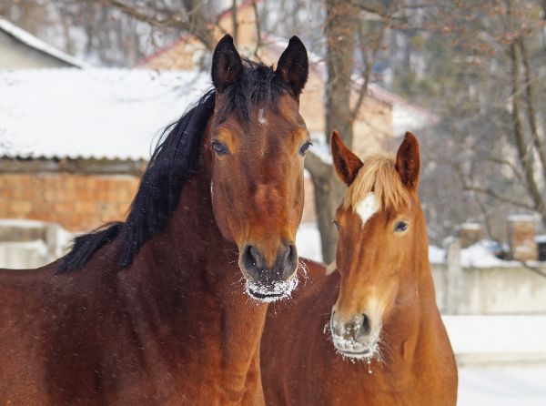 horse vet check, health care horse, veterinarians horses canada, farriers horses canada, farrier and vet relationship, western canadian farriers, ontario farriers, quebec farriers, farrier trainers of canada, american farriers, worshipful company farriers