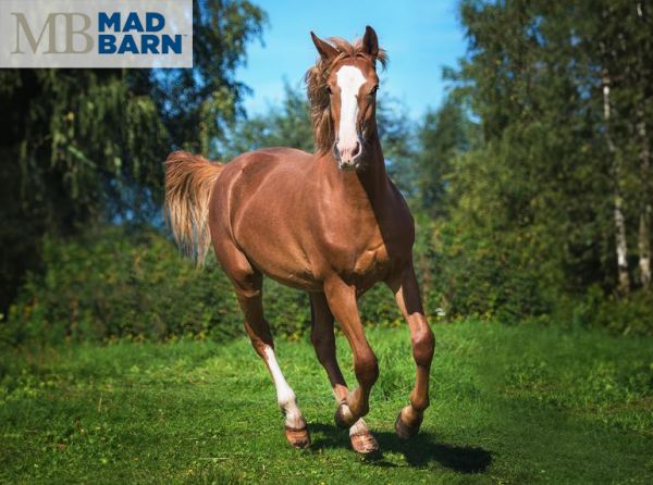 mad barn, scott cieslar, equine nutrition, mad barn free socks, equine health, horse supplements canada, nutritional supplements for horses