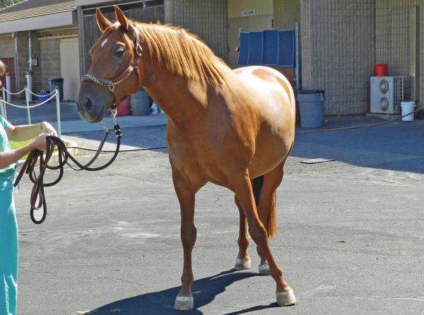 ataxia California horses, equine  Vitamin E deficiency, shivers in horses, cancer horses, sleep deprivation horses, equine headshaking, ulcers horse eye