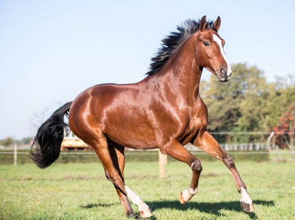 equine dermatology, how to tell if my horse has allergies, rash on horse, hives on horse, equine allergies nutrition, horse's ear plaque, genetic testing allergies horses, uc davis center for Equine Health