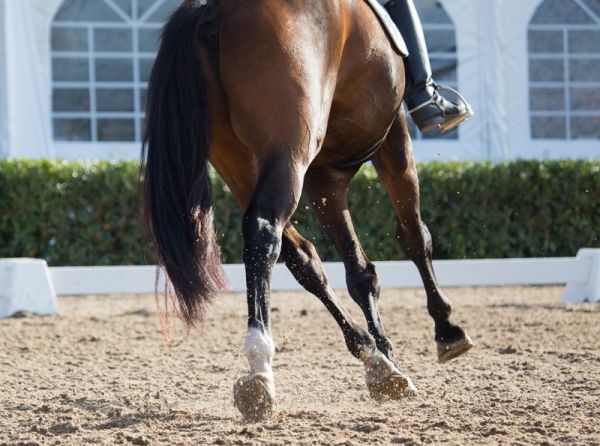equine cross-training fitness, physical training dressage horse, Jec Ballou, horse trainer, jec aristotle ballou, western dressage, jec ballou, dressage exercises for horse and rider, jec ballou, equine fitness, beyond horse massage, Jec Ballou