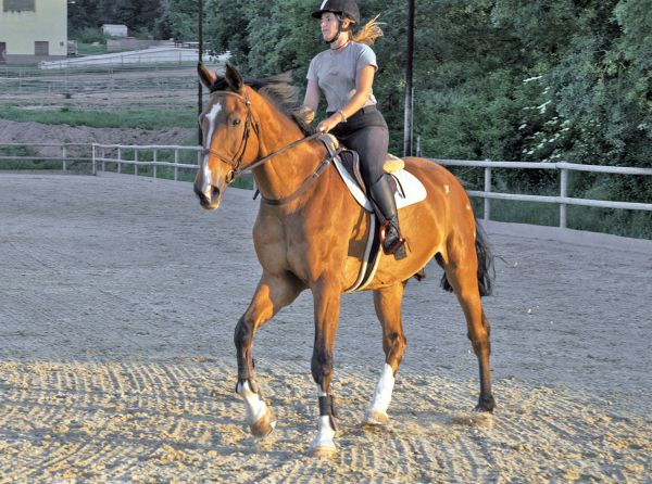 jec a. ballou warm up horse, warming horse up, loosening horse up