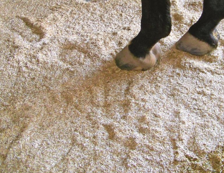 primebed, cascade hay, horse bedding canada, flax seed equine